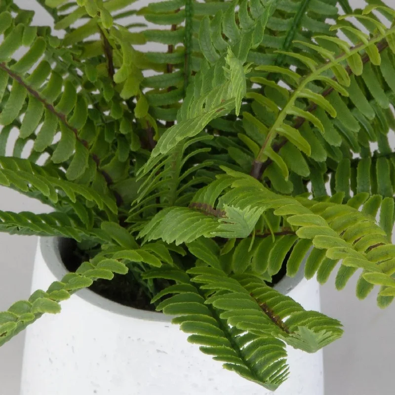 Track lighting for photography studiosBoston Fern Ceramic Pot