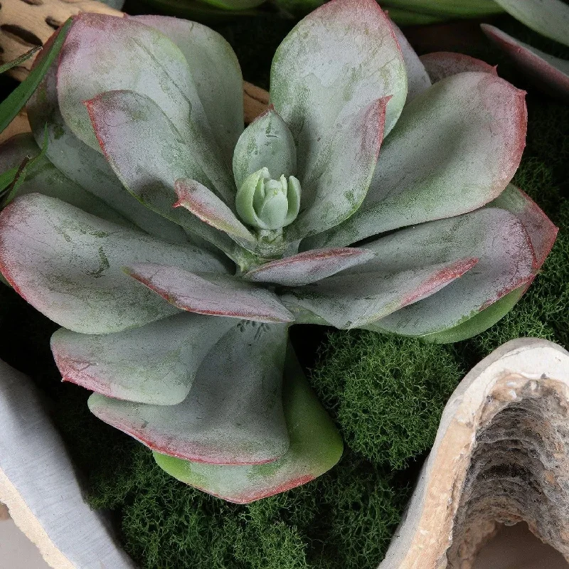 Track lighting with a long - lasting lifespanSeaside Breeze Succulents