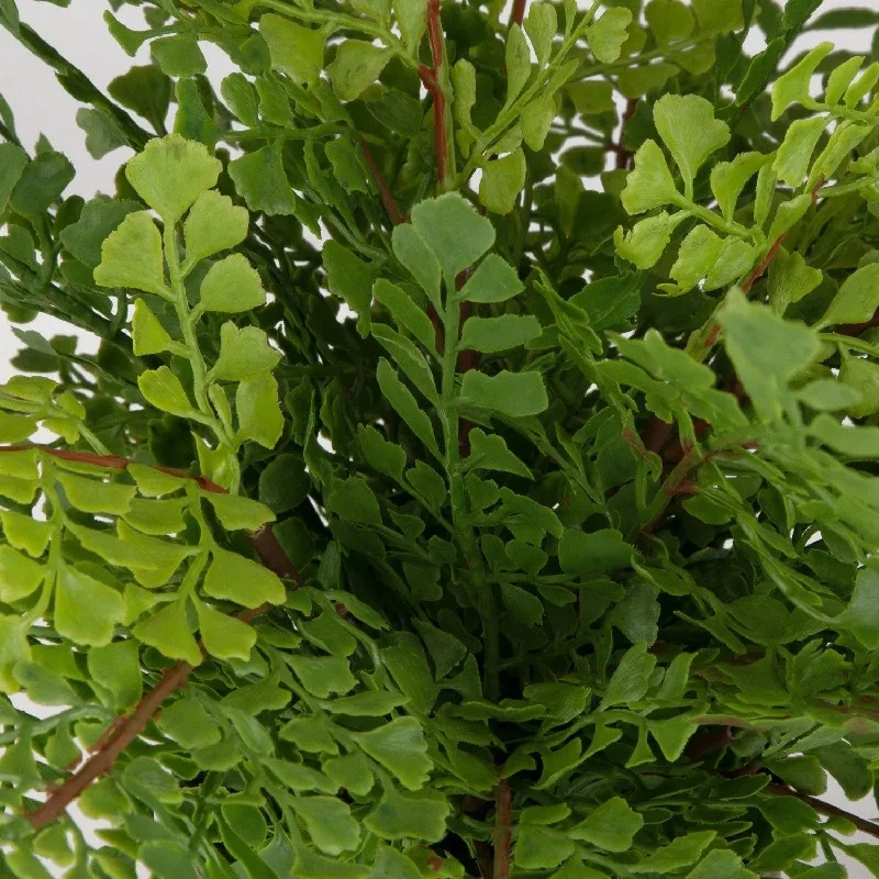 Track lighting for highlighting kitchen cabinetsMaidenhair Fern Container